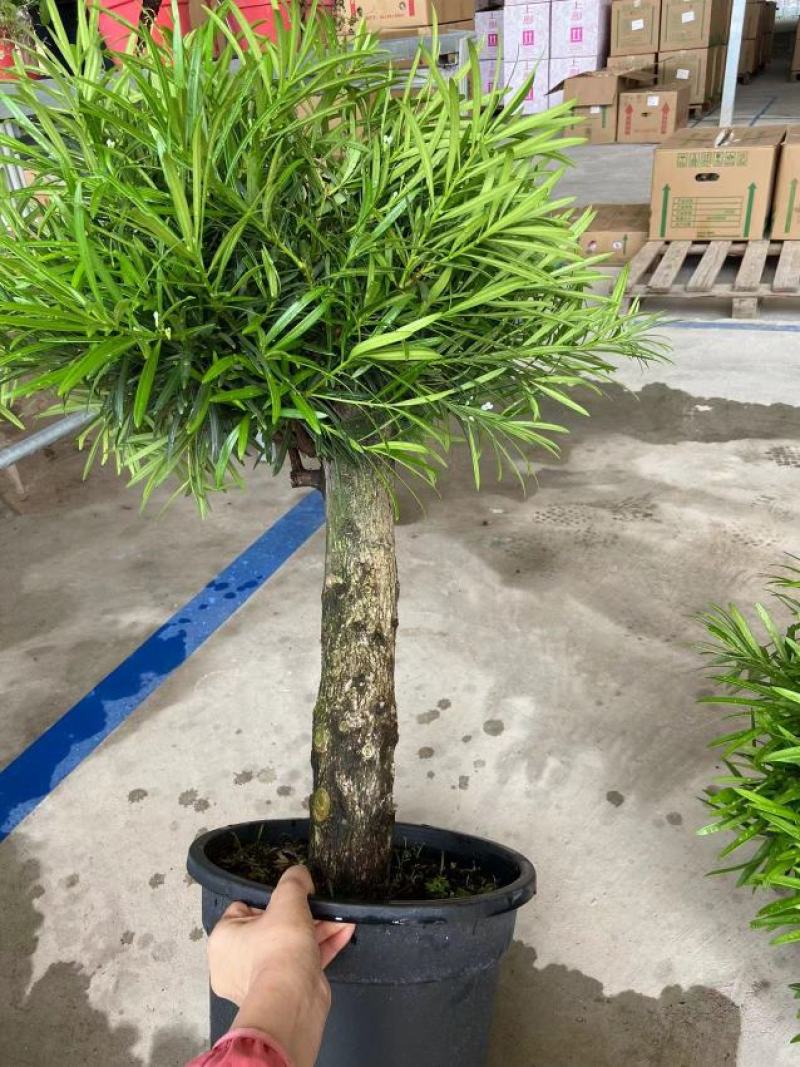 罗汉松独杆盆景2号盆3号盆4号盆