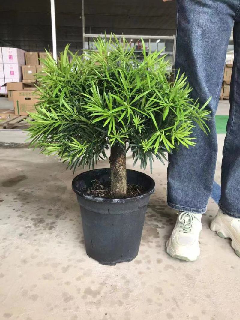 罗汉松独杆盆景2号盆3号盆4号盆