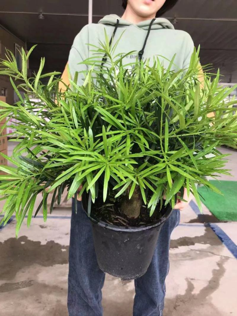 罗汉松独杆盆景2号盆3号盆4号盆