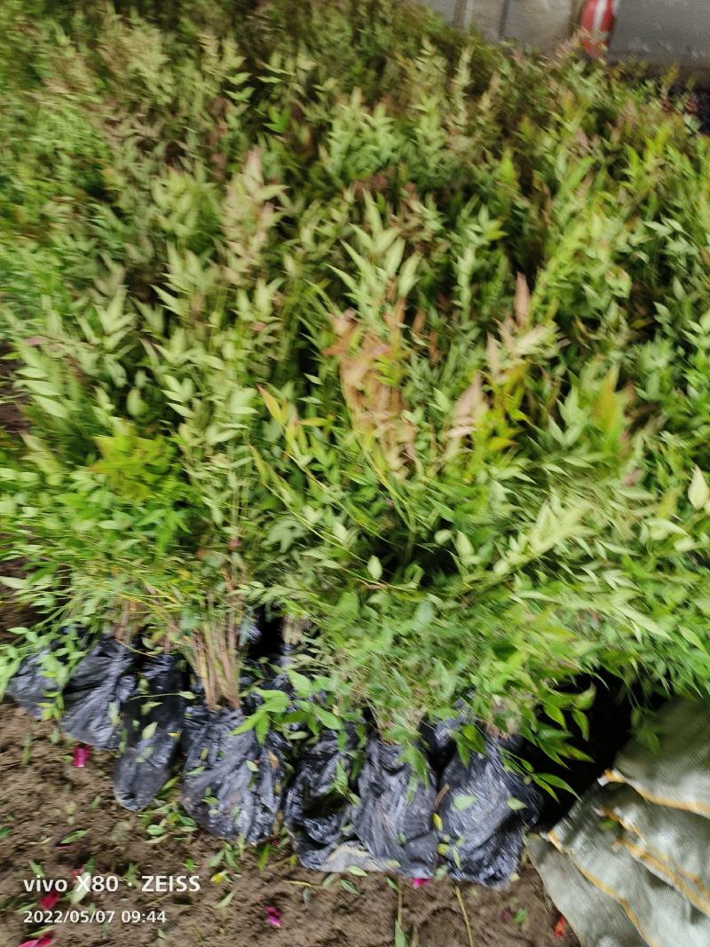 南天竹南天竹苗南天竹小苗南天竹树苗南天竹工程苗