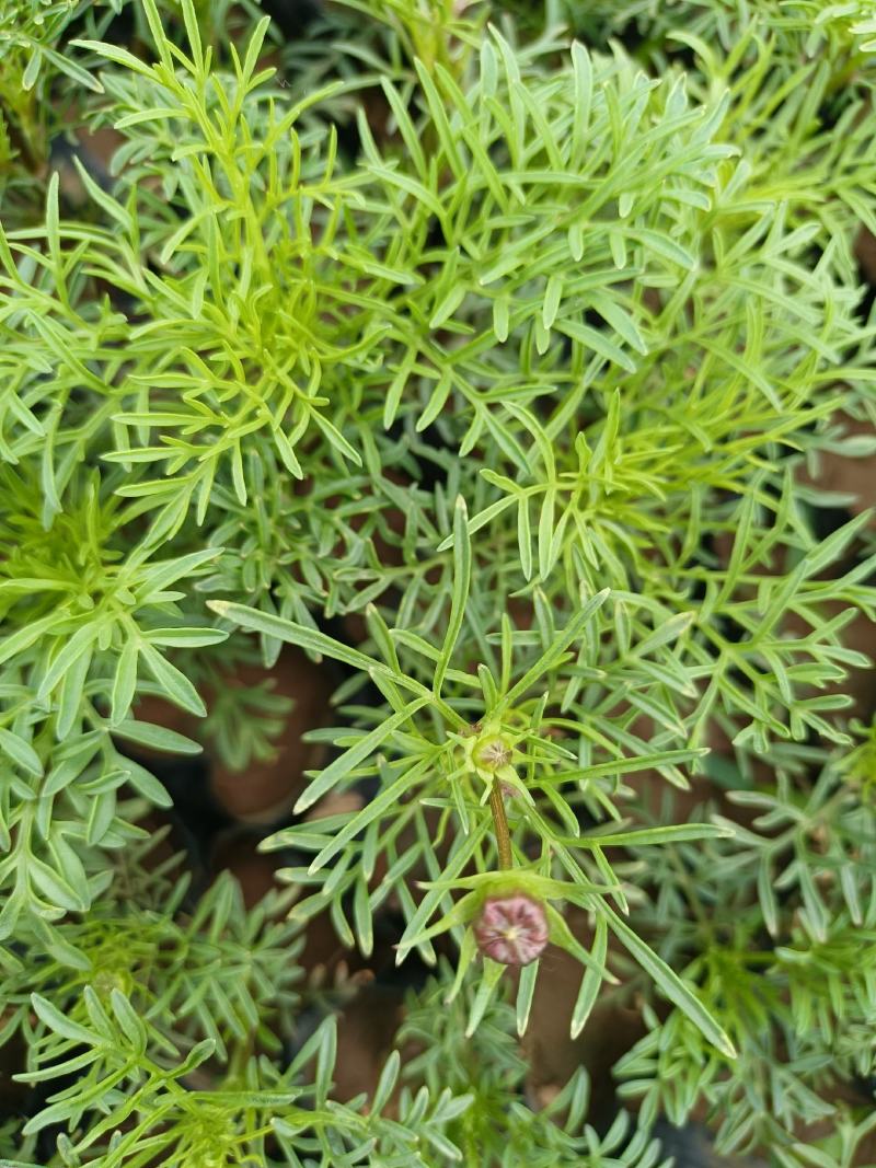 超美波斯菊花海波斯菊小杯苗分叉好开花多露天苗