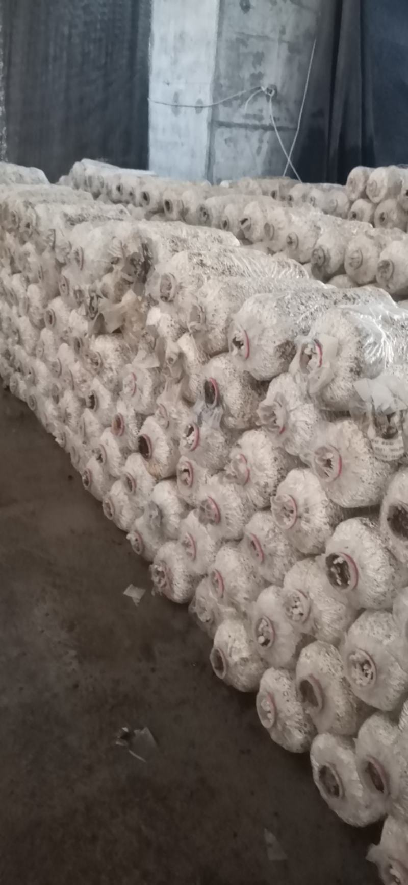凤尾菇，平菇，榆黄磨，秀珍菇，姫菇菌棒供应！