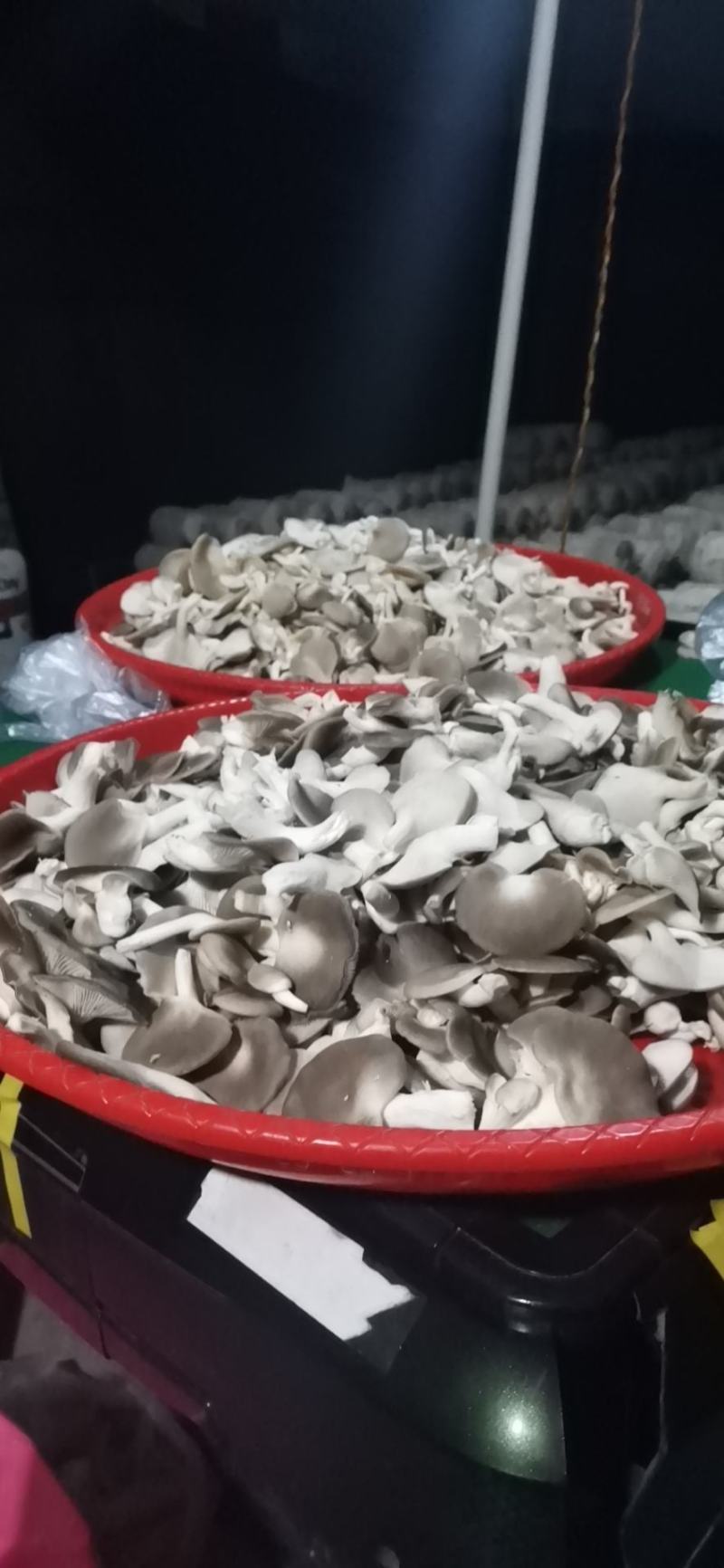 凤尾菇，平菇，榆黄磨，秀珍菇，姫菇菌棒供应！