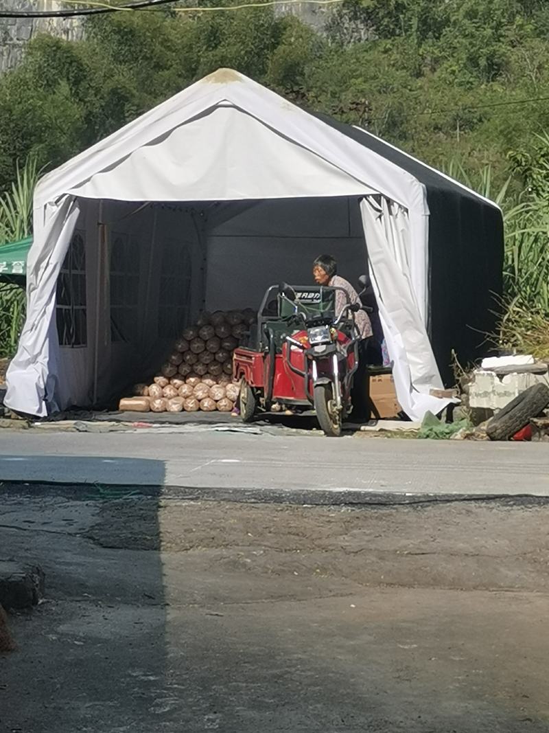 凤尾菇，平菇，榆黄磨，秀珍菇，姫菇菌棒供应！