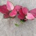 吉利红如意皇后红颜中国红万年红宝石富贵红天使
