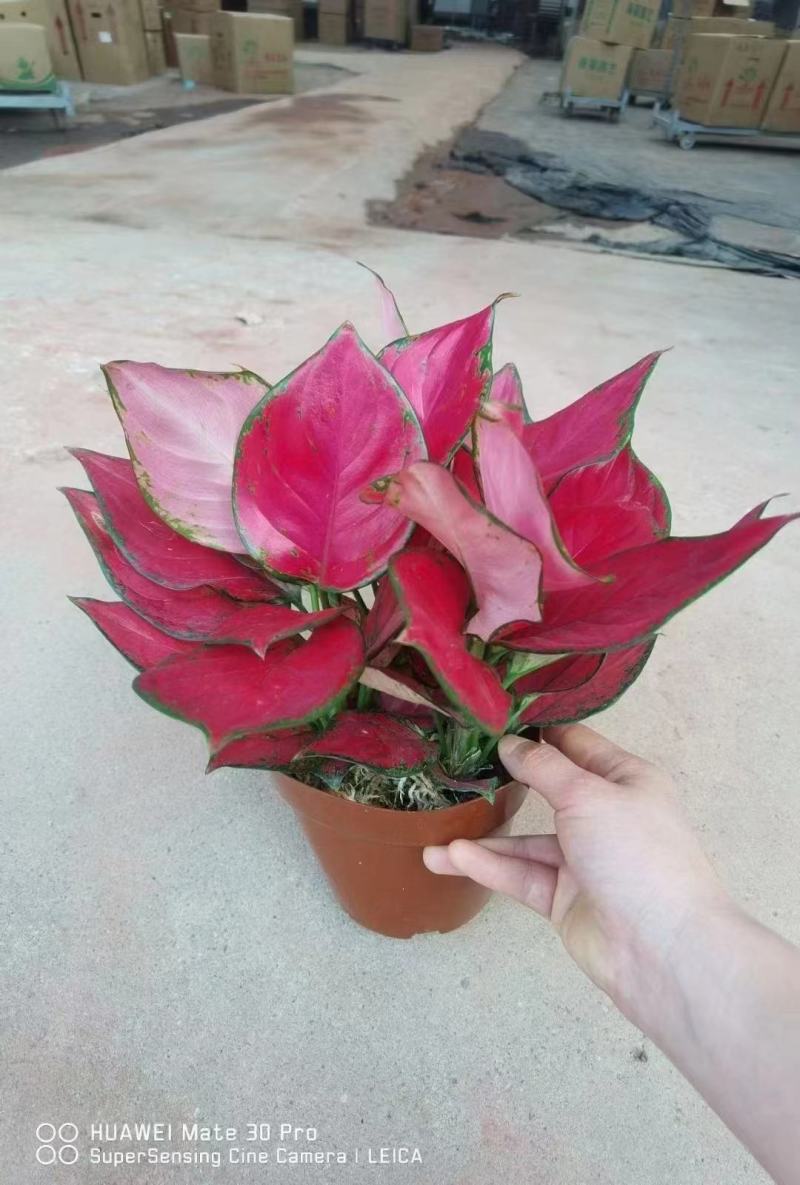 吉利红如意皇后红颜中国红万年红宝石富贵红天使
