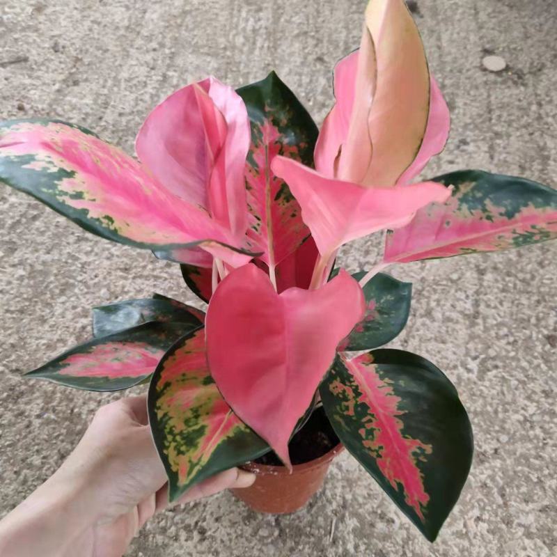 吉利红如意皇后红颜中国红万年红宝石富贵红天使