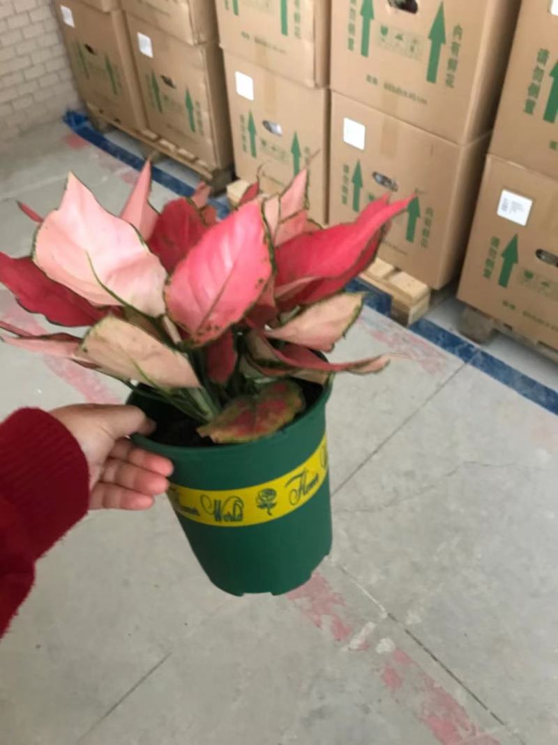 吉利红如意皇后红颜中国红万年红宝石富贵红天使