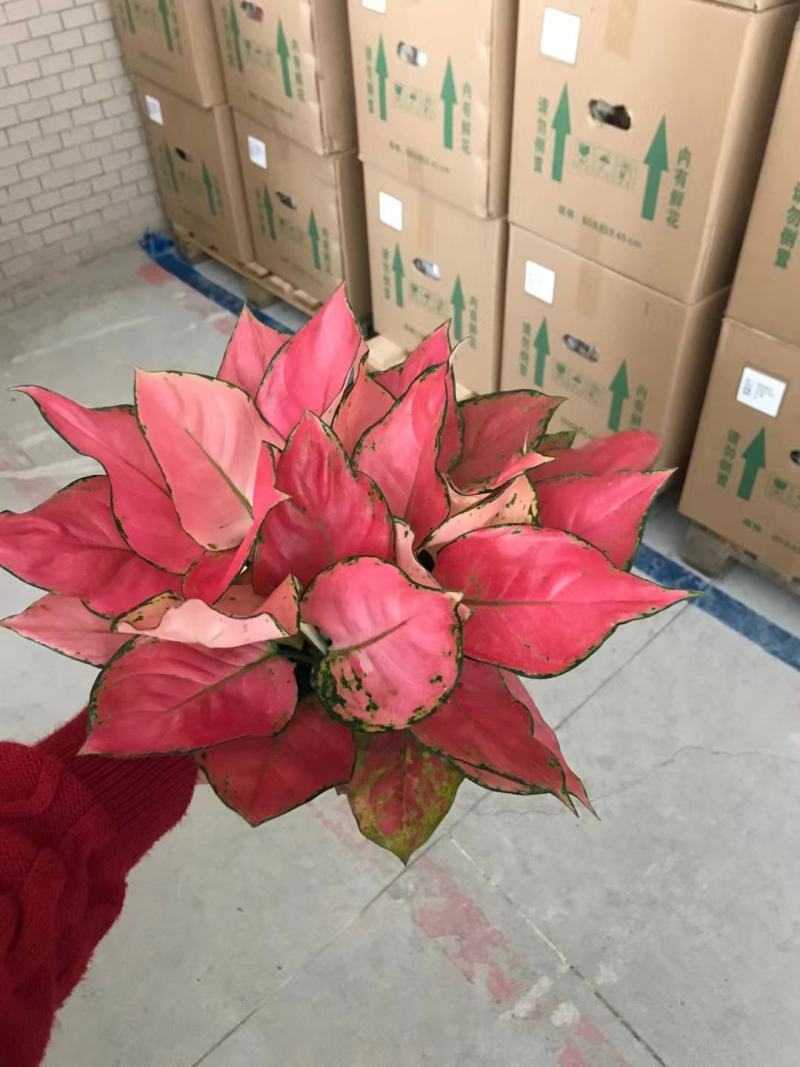 吉利红如意皇后红颜中国红万年红宝石富贵红天使