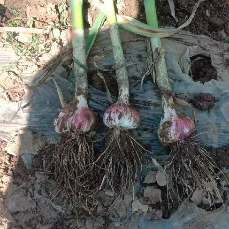 新鲜大蒜，紫蒜，当年新货，量大从优，价格实惠