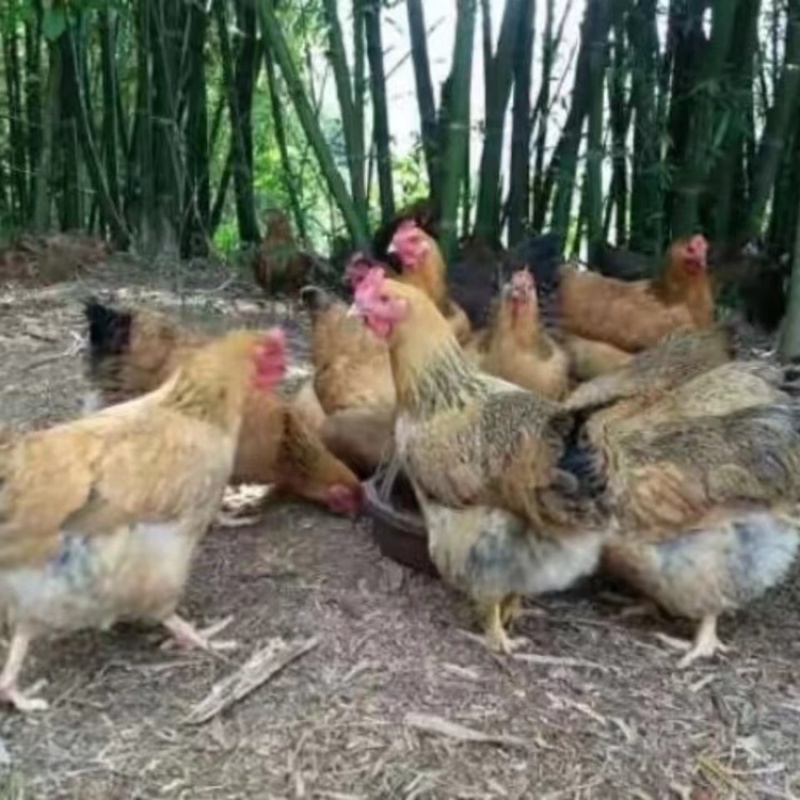 麻鸡苗