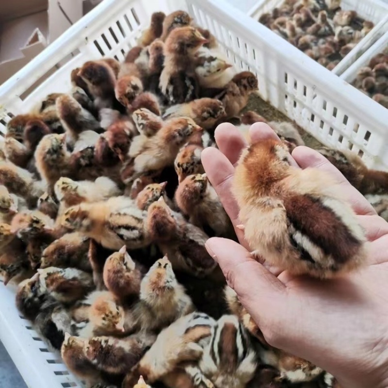 麻鸡苗