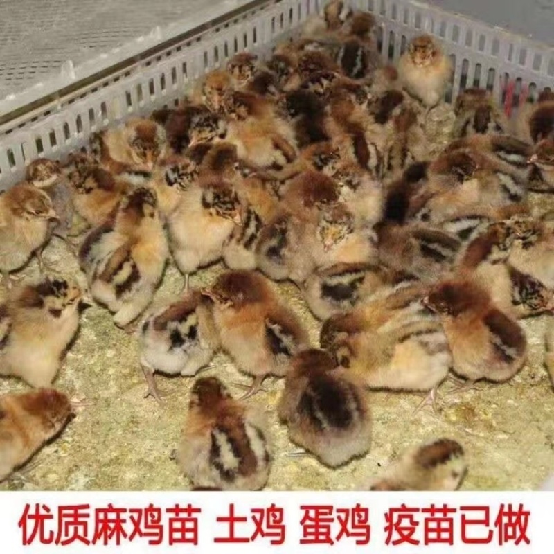 麻鸡苗