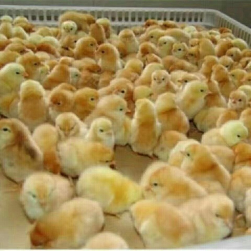 良凤花鸡苗