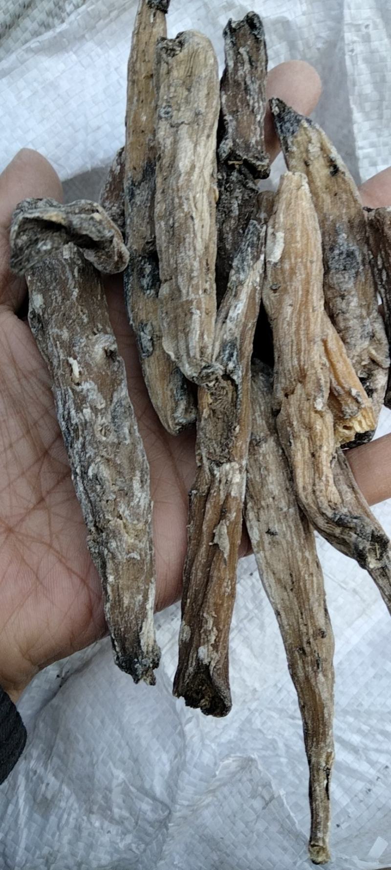 紫茉莉根干货常年经营各种中药材