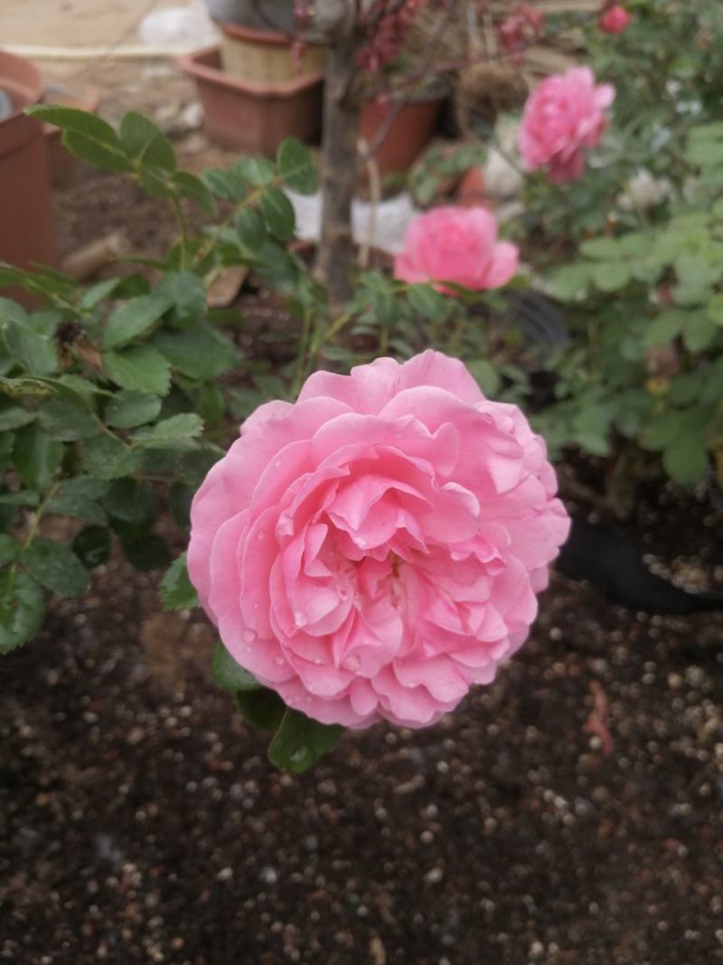 月季花。实拍。藤本月季藤本月季，欧月等浓香型。