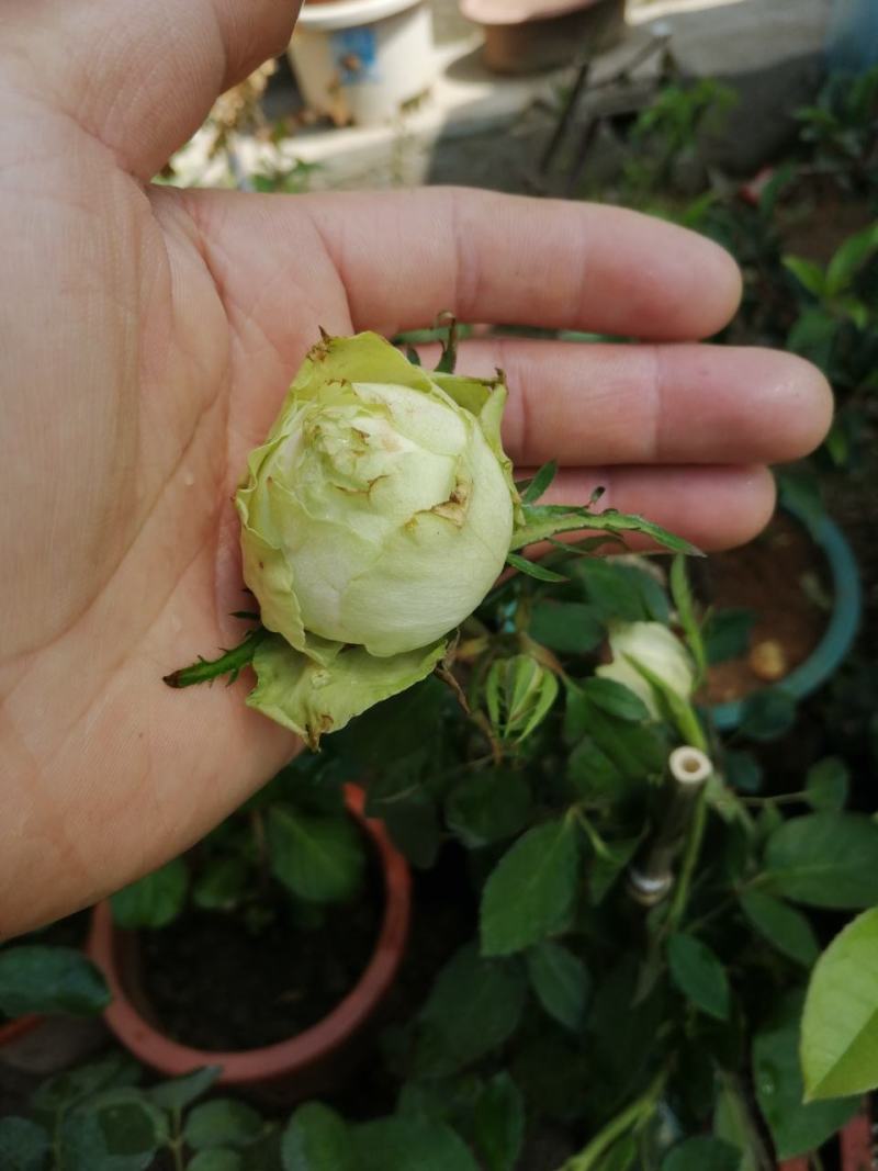 月季花。实拍。藤本月季藤本月季，欧月等浓香型。
