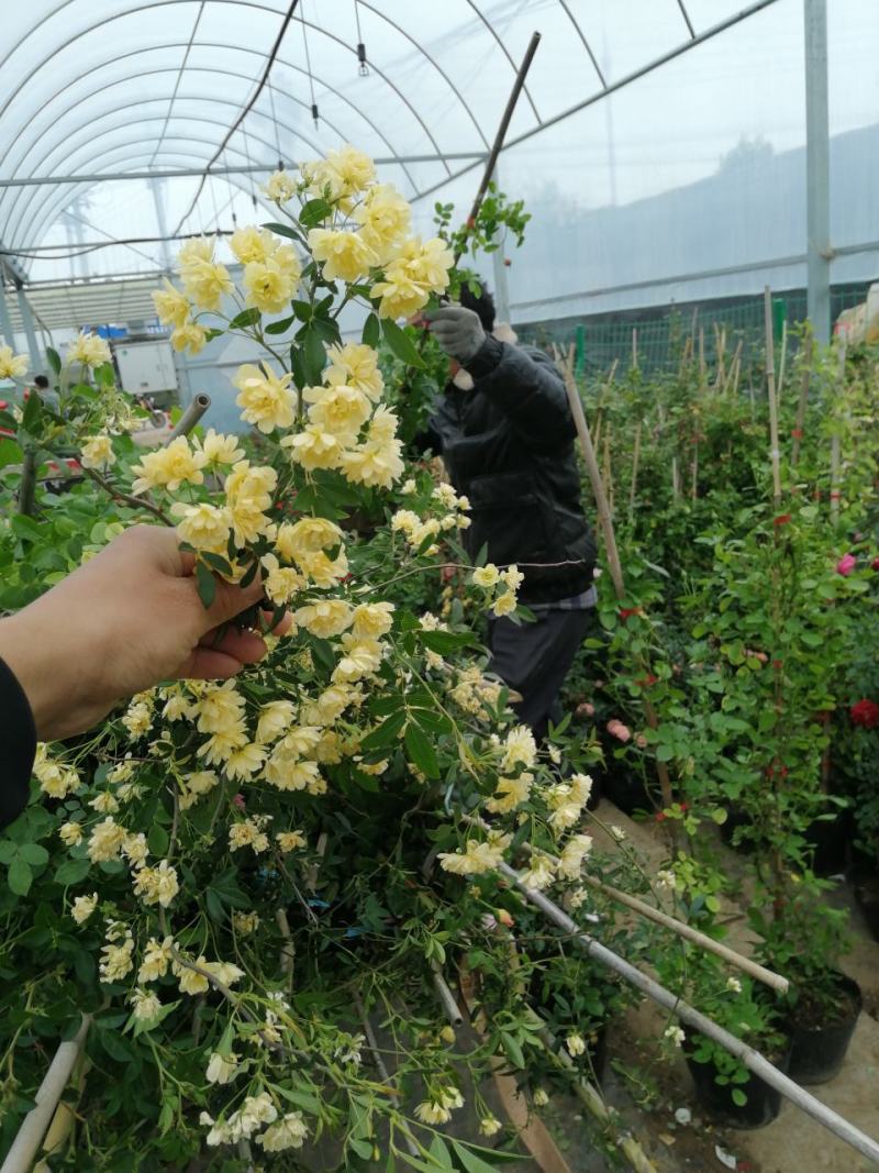 月季花。实拍。藤本月季藤本月季，欧月等浓香型。