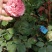 月季花。实拍。藤本月季藤本月季，欧月等浓香型。