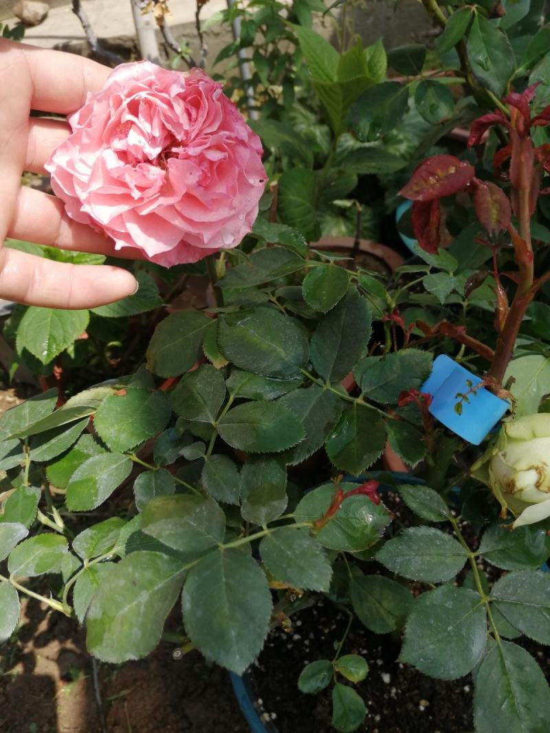月季花。实拍。藤本月季藤本月季，欧月等浓香型。