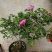 月季花。实拍。藤本月季藤本月季，欧月等浓香型。
