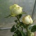 月季花。实拍。藤本月季藤本月季，欧月等浓香型。