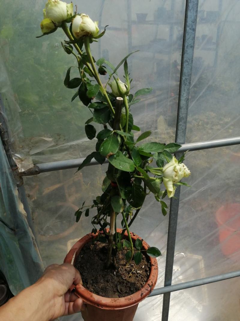 月季花。实拍。藤本月季藤本月季，欧月等浓香型。