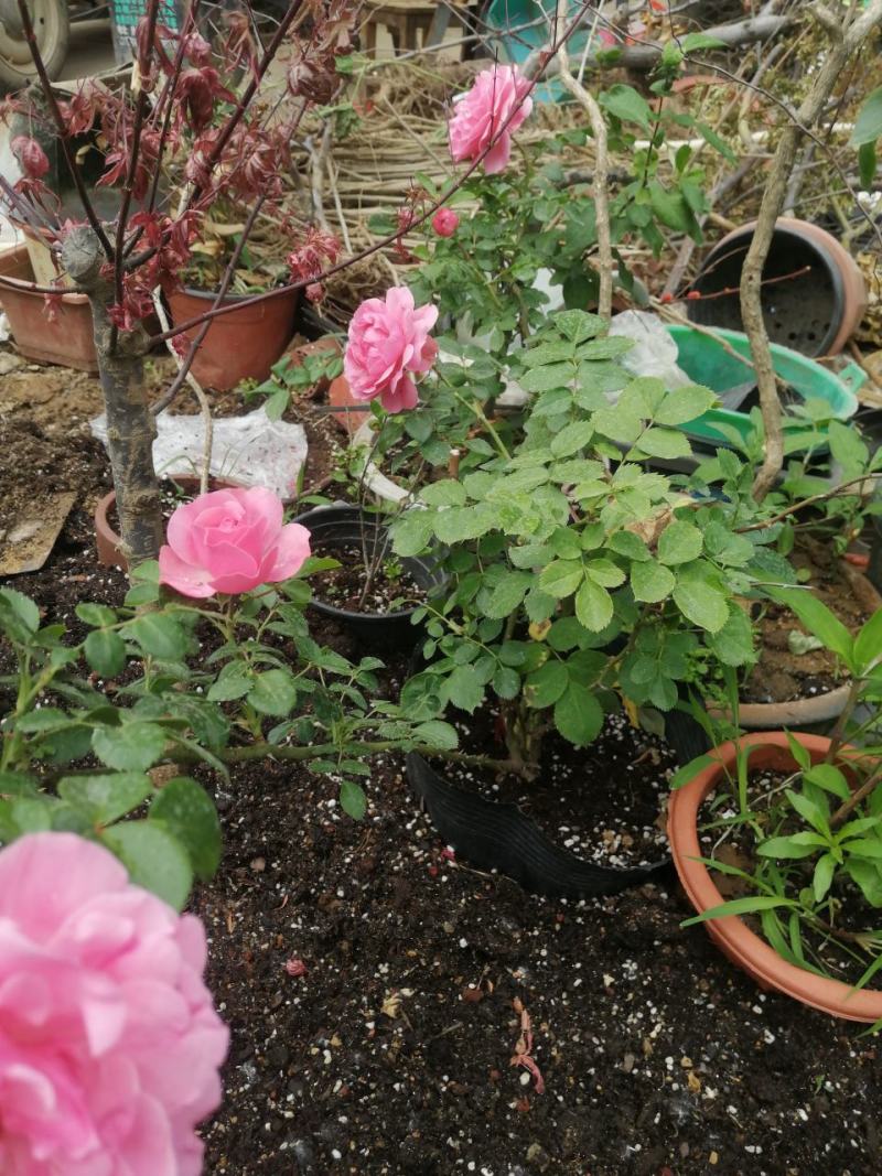 月季花。实拍。藤本月季藤本月季，欧月等浓香型。