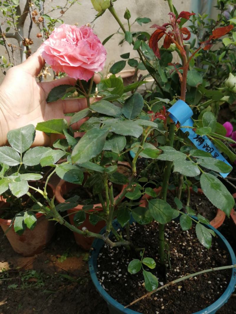 月季花。实拍。藤本月季藤本月季，欧月等浓香型。