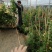 月季花。实拍。藤本月季藤本月季，欧月等浓香型。
