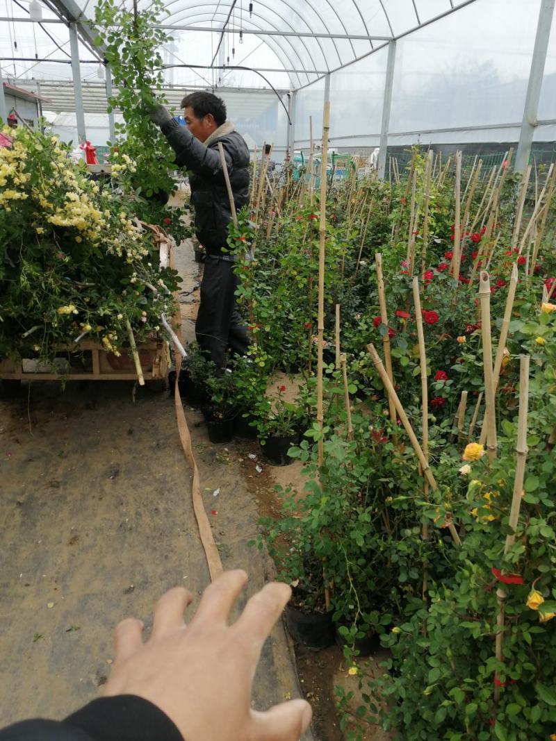 月季花。实拍。藤本月季藤本月季，欧月等浓香型。