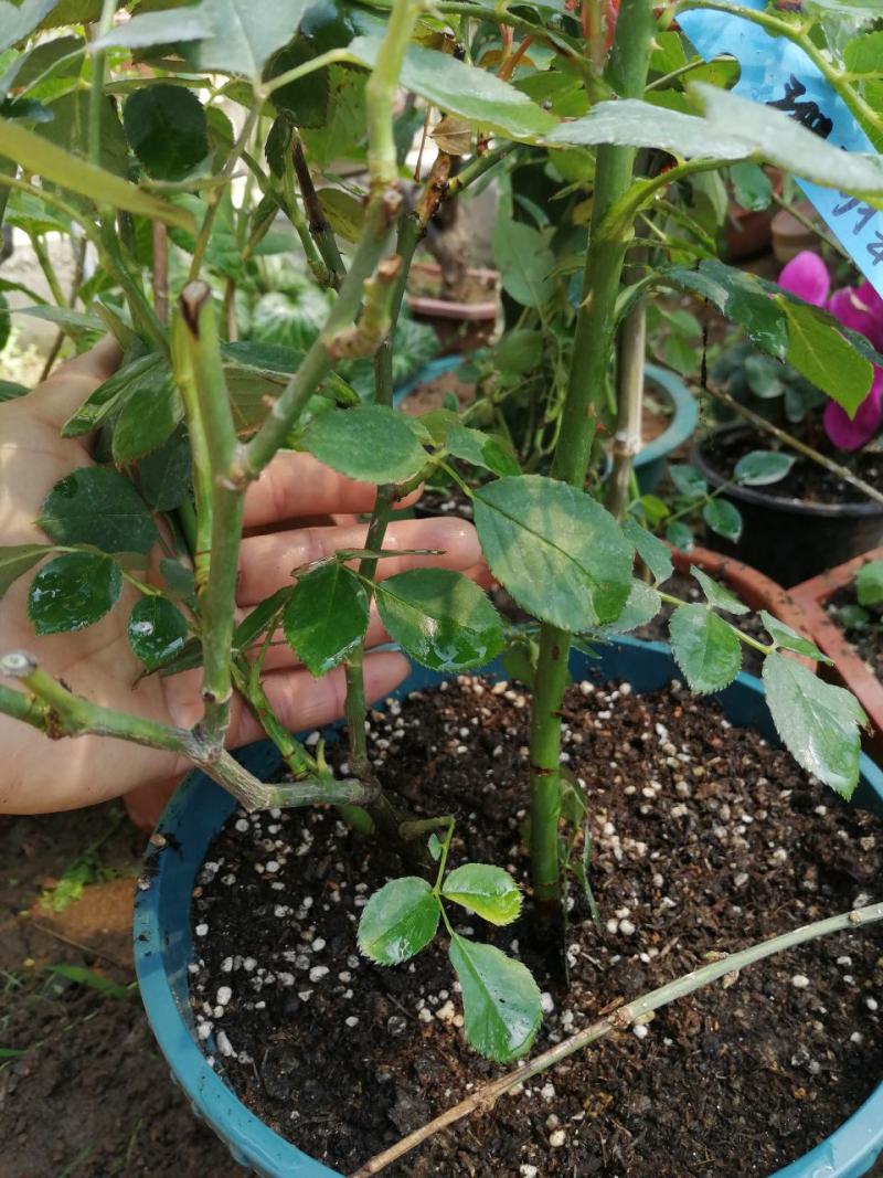 月季花。实拍。藤本月季藤本月季，欧月等浓香型。