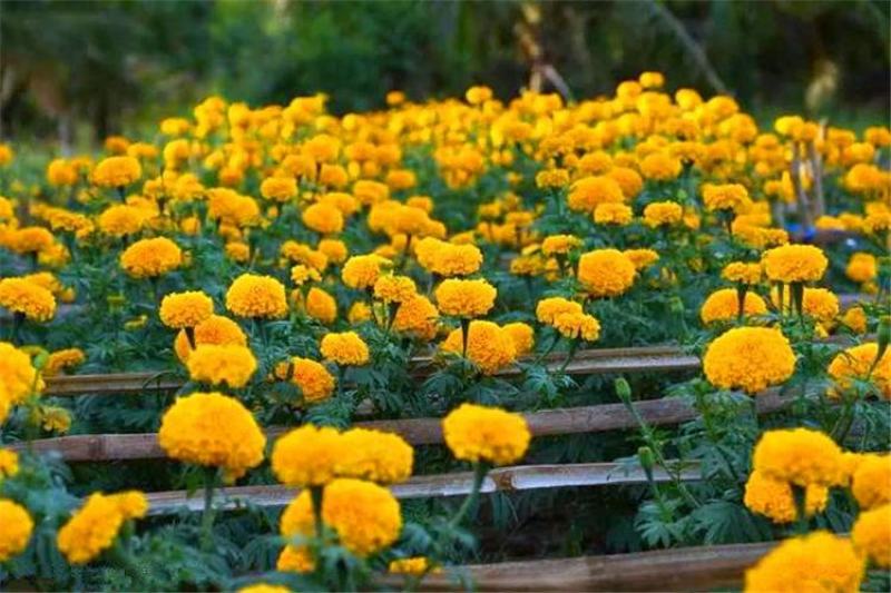 万寿菊种子，菊花种子臭芙蓉花种籽景观绿化花海花卉种子批发