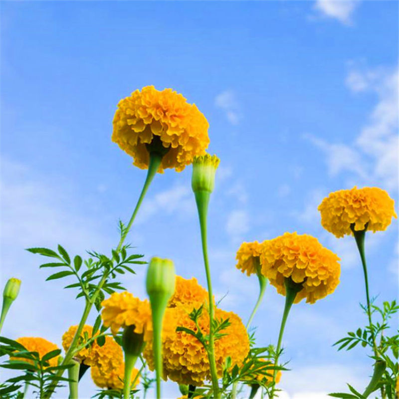 万寿菊种子，菊花种子臭芙蓉花种籽景观绿化花海花卉种子批发