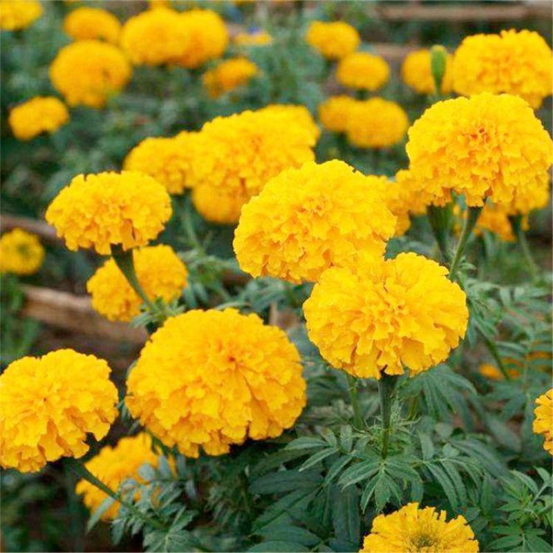 万寿菊种子，菊花种子臭芙蓉花种籽景观绿化花海花卉种子批发