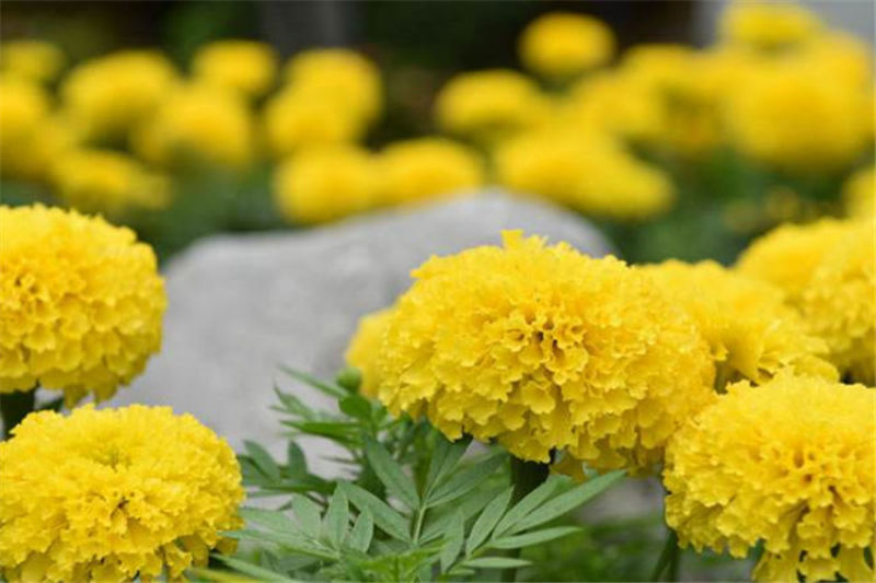 万寿菊种子，菊花种子臭芙蓉花种籽景观绿化花海花卉种子批发
