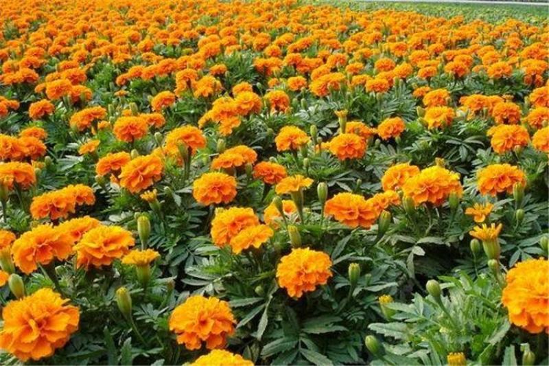 万寿菊种子，菊花种子臭芙蓉花种籽景观绿化花海花卉种子批发