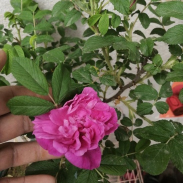 月季花。实拍。藤本月季藤本月季，欧月等浓香型。