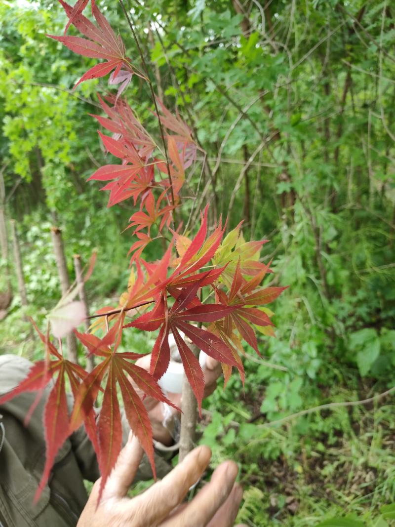 元宝枫规格齐全量大从优欢迎选购交通方便独干丛生盆栽地栽