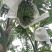 苹果蕉粉蕉田地源头