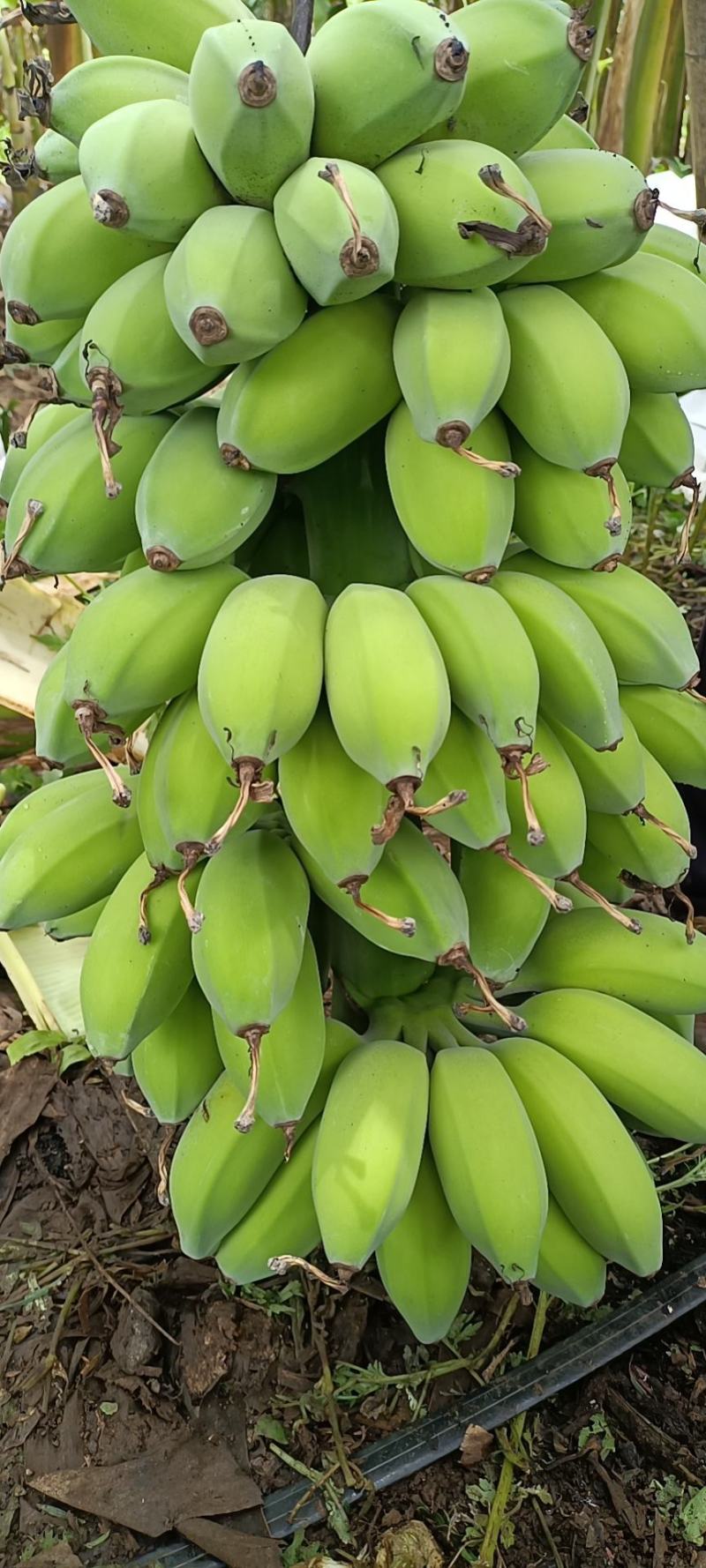 苹果蕉粉蕉田地源头