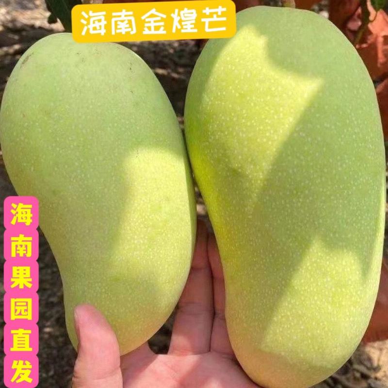 广西热带水果金煌芒抖音/快手/各大电商平台一件代发