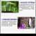 蛋白酵素菌:生根增根壮苗，鱼蛋白+海藻素+酵素菌