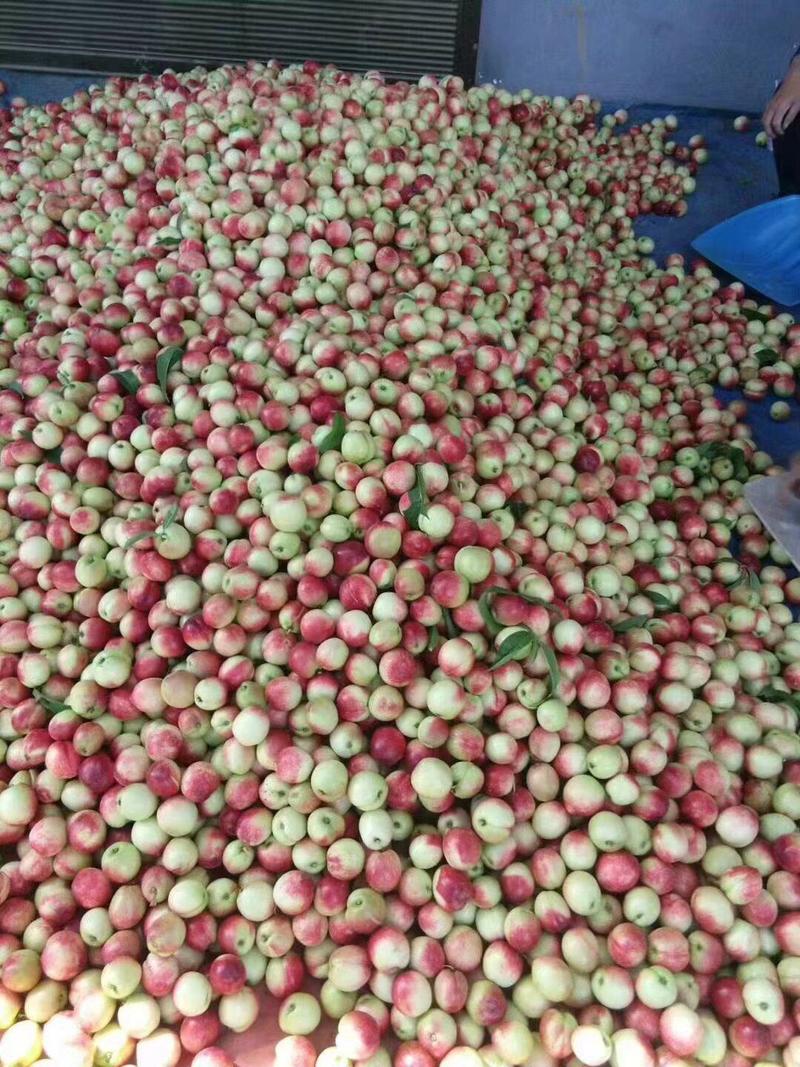 大量露天518油桃已经上市河南露天油桃应季新鲜水果批发