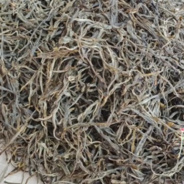 云南普洱茶，高杆古树