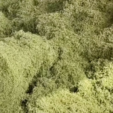巨鹿特产中药材，金跟花，。银花茶。