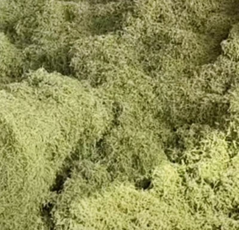 巨鹿特产中药材，金跟花，。银花茶。
