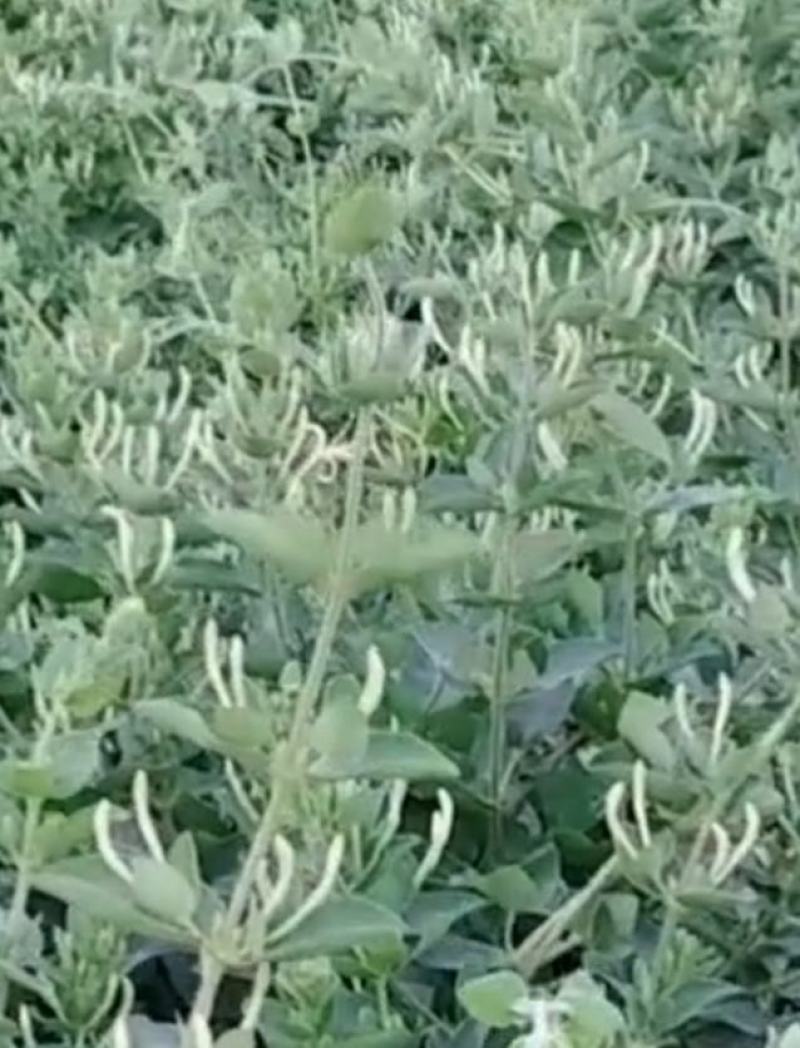 巨鹿特产中药材，金跟花，。银花茶。