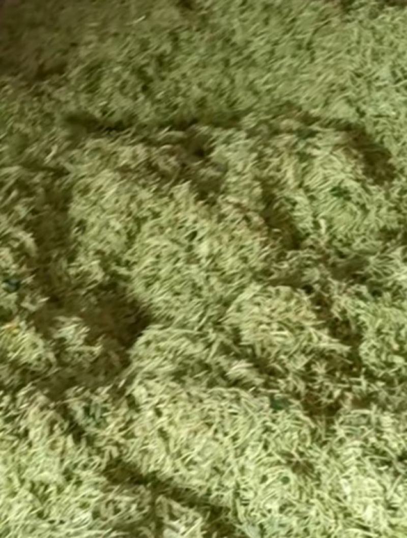 巨鹿特产中药材，金跟花，。银花茶。