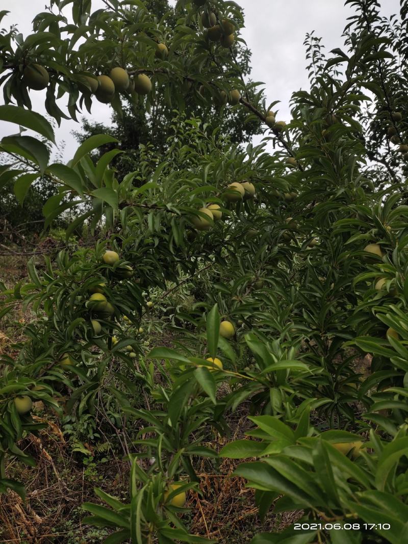 贵州六马蜂糖李原产地，自家果园欢迎来电洽谈